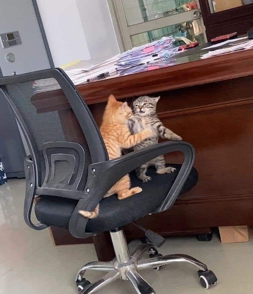 gatitos_qctd's tweet photo. Ambiente laboral tranquilo https://t.co/fTIgtsnOxT