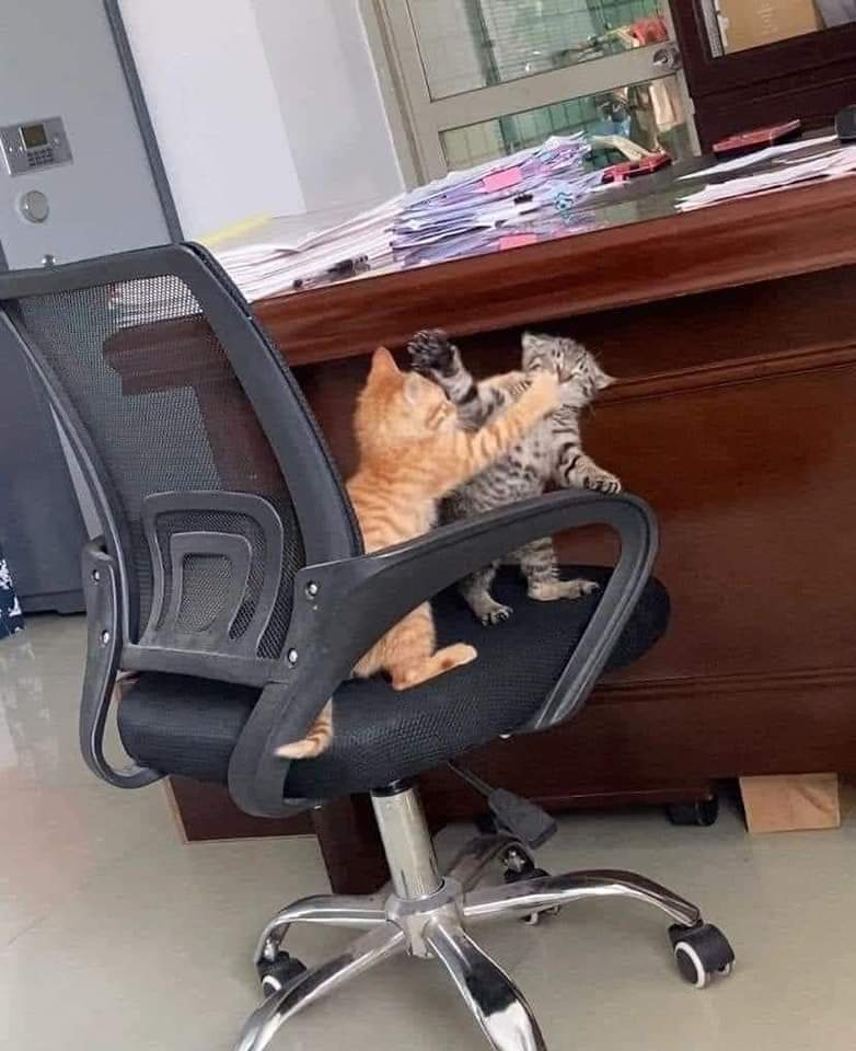 gatitos_qctd's tweet photo. Ambiente laboral tranquilo https://t.co/fTIgtsnOxT