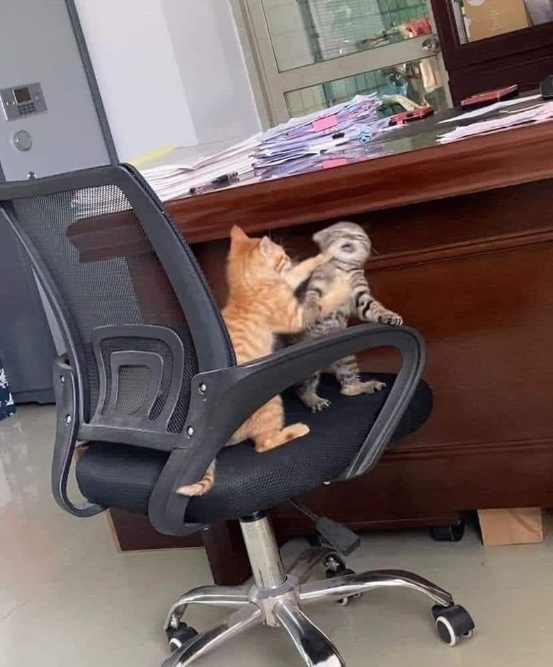 gatitos_qctd's tweet photo. Ambiente laboral tranquilo https://t.co/fTIgtsnOxT