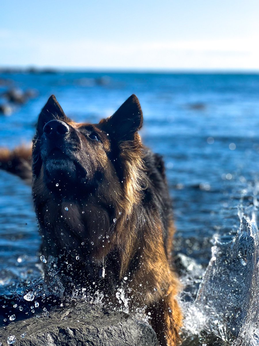 Splish splash I was taking a bath 🌊 #seadog #ocean #seadip #seaswim #NorthernIreland