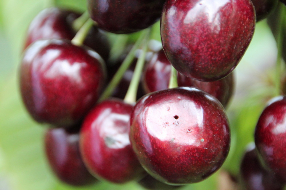 De kersenoogst in Nederland wordt bedreigd door het ontbreken van gewasbeschermingsmiddelen tegen de #Suzukii-fruitvlieg.
defruitteeltkrant.nl/ramp-dreigt-vo…
#exirel #kersenoogst #Drosophila-suzukii #fruitvlieg #tracer