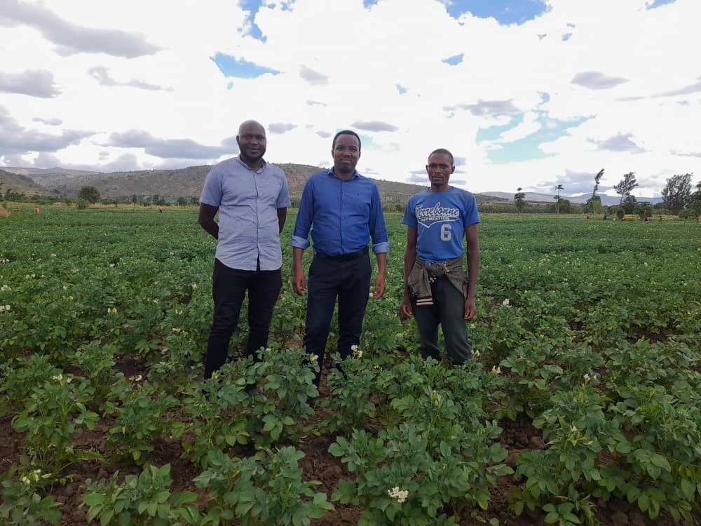 P_Karangwa's tweet photo. On field, in @RwandaEast districts, this week.  Liked the very good potato farms visited today @KireheDistrict, where @oneacrefundRW in partnership with farmers are doing a great job, for dvpt of potato farming.

In future, @RwandaEast might become the biggest potato producer! https://t.co/Qh4d7uXEu4