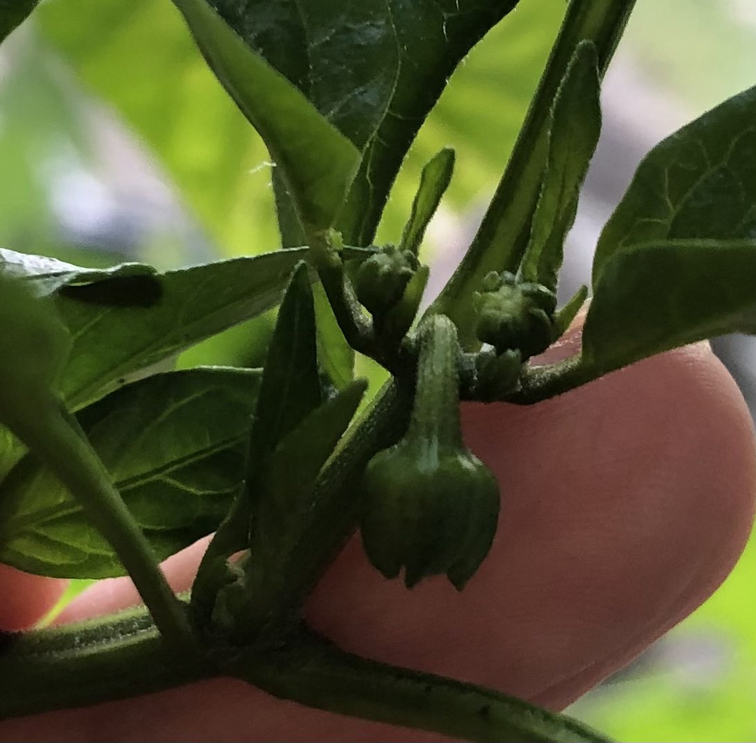 TheDivineFrog's tweet photo. BELL PEPPER PROGRESS!! #plants π«ππ» #pleasegrow https://t.co/o1kb0FpcRt