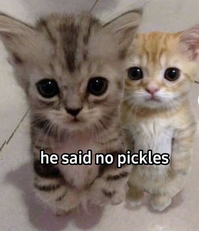 Opa, sou Leonardo e mudei recentemente para cá, sou guarda-costas e nas horas vagas sou #0 cat lover. Precisa de um guarda-costas? Estou a disposição!