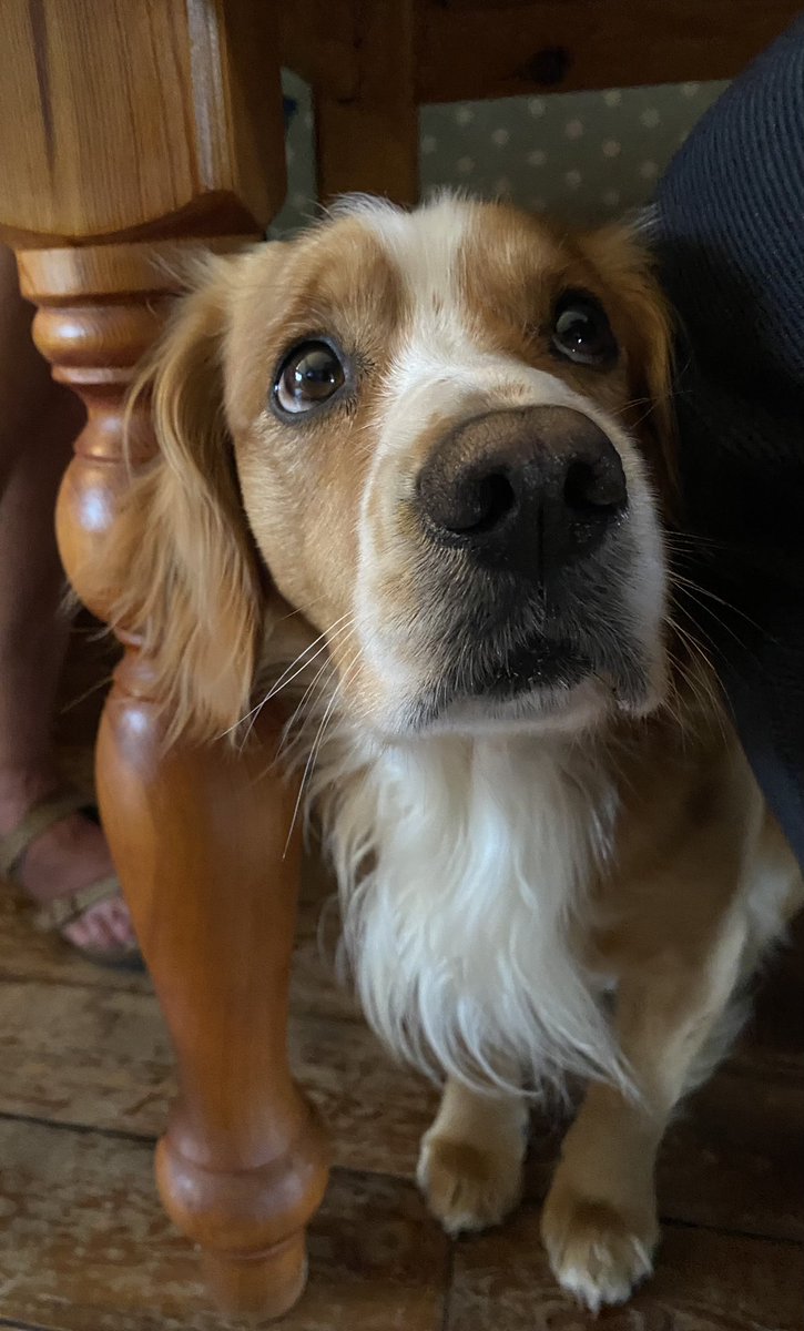 Under the dinner table #snacking