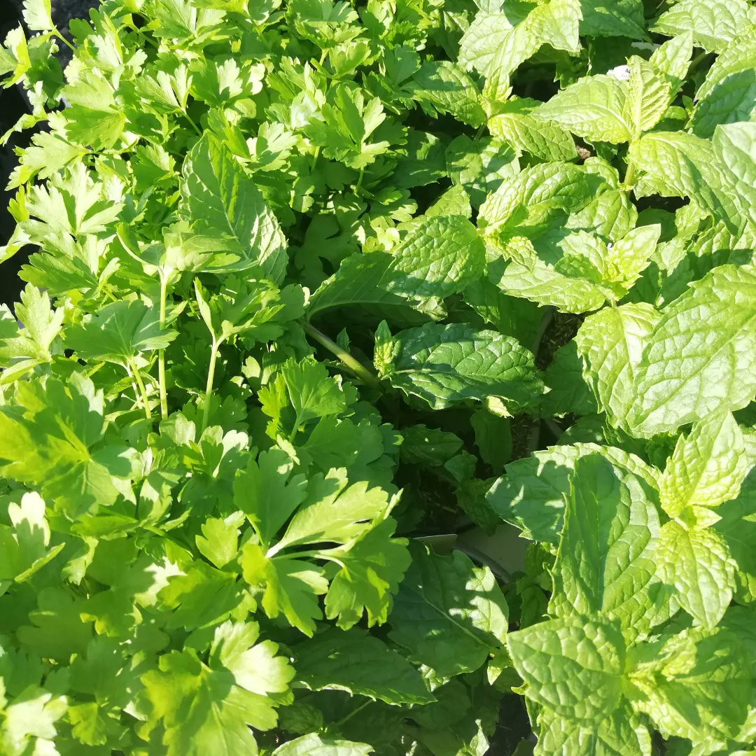 A good selection of healthy herbs ready and waiting here at my Birchover nursery. A busy weekend for me at Belper Farmers Market Saturday and Birchover Open Gardens Sunday. #belper #derbyshire #gardens #herbs #derby #birchover #farmersmarket