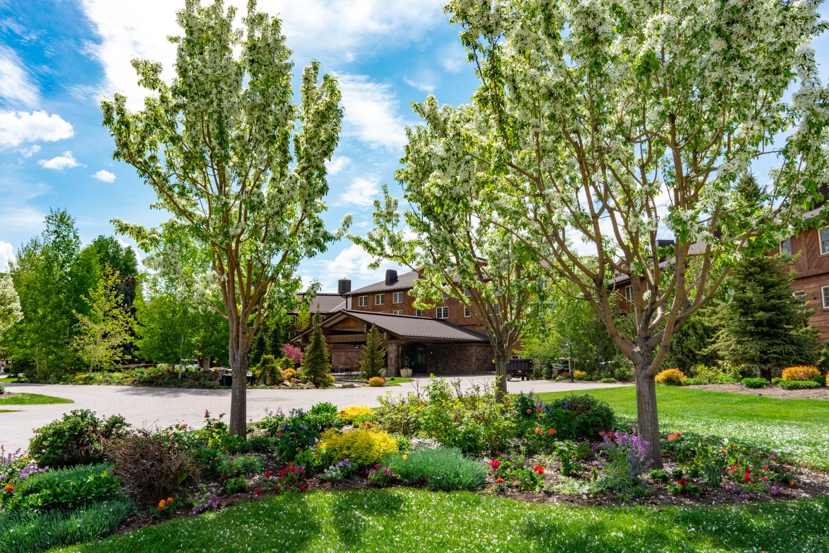 sunvalley's tweet image. Springtime at the Sun Valley Lodge 🌿🐥🌸

#latespring
#babyducks
#sunvalleystoke
