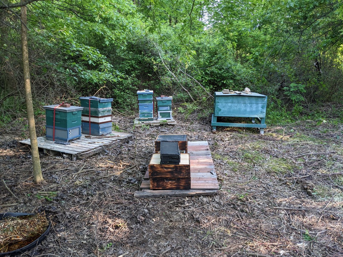 BobBobBob1's tweet photo. Finally got a large enough area cleared for the bees to move in permanently. Of course, they weren't happy about the move but they'll enjoy their surroundings soon enough.
The background shows how dense the brush was here, too.

#beekeeping https://t.co/77C2FjSReq