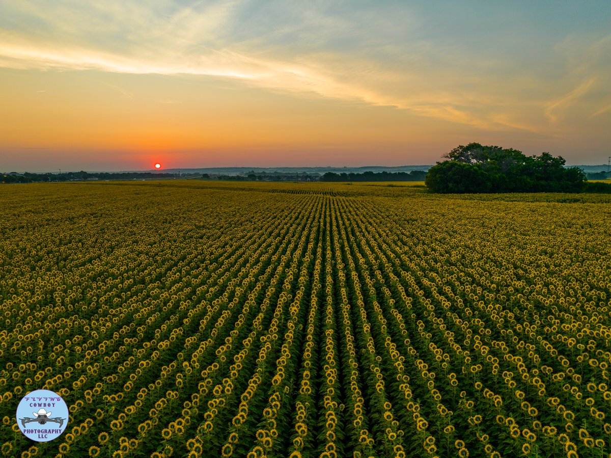 FlyCowboyPhoto's tweet photo. Beautiful sunrise photo of 200 acres of sunflowers near Waco, TX. https://t.co/rTPWYwJ0Wv