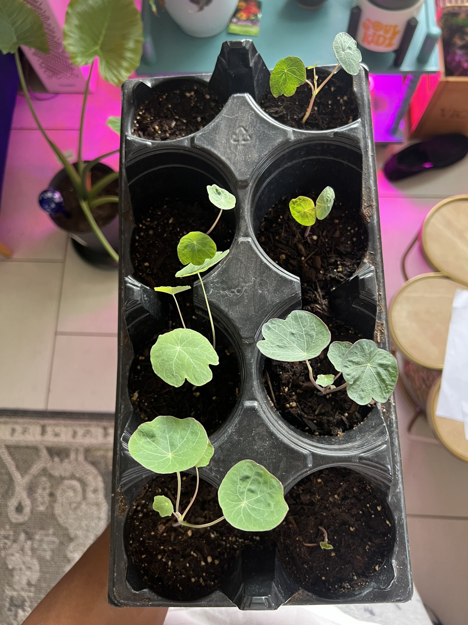 TW Pornstars 1 pic. Plant Daddy 🌱. Twitter. Different stages of the