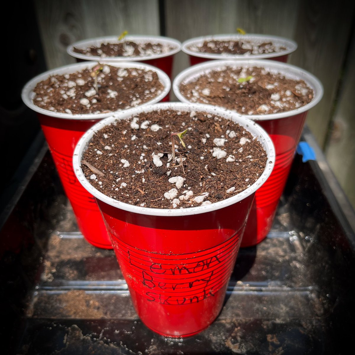 MyrceneDream's tweet photo. Day 1 for the outdoor grow! Lemon Berry Skunk, Lilac Grape Diesel, and Diesel. All autoflowers

#aequegenetics #cannabisplants #growyourown #cannabisgrowers https://t.co/un9LXSbdVW