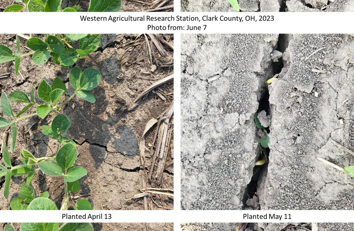 These soybeans are the same variety planted in the same field...April 13 vs May 11 planting date. April 13 soybeans saw some cold &amp; wet weather, but better off than May 11 soybeans followed by dry conditions <a href="/OrtezCornCrops/">Osler Ortez</a> <a href="/tdill25/">Taylor Dill</a> <a href="/Ohiosoycouncil/">Ohio Soybean Council</a> <a href="/OSU_Agronomy/">Ohio State Agronomy</a> #BattleForTheBelt