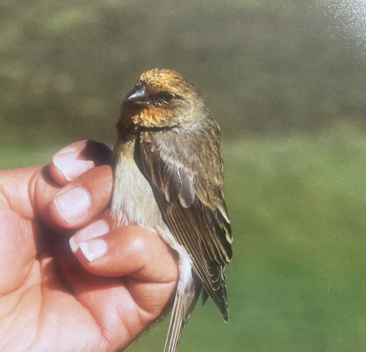 @perilsofbirding @OreillyReilly2 @AlanJBull_ @nomadbirder Here’s one of my pics of the Fair Isle 2002 bird.