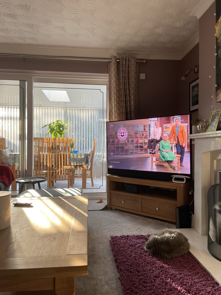 It’s all too much for Chuck.. #CatsOfTwitter