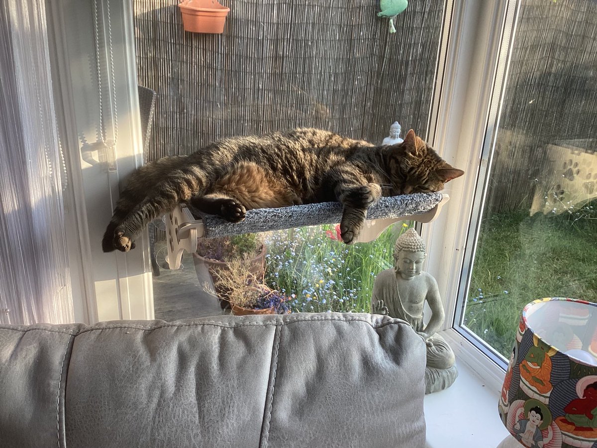 Poppy enjoying her little hammock ⁦<a href="/KeighleyCatCare/">Keighley Cat Care</a>⁩