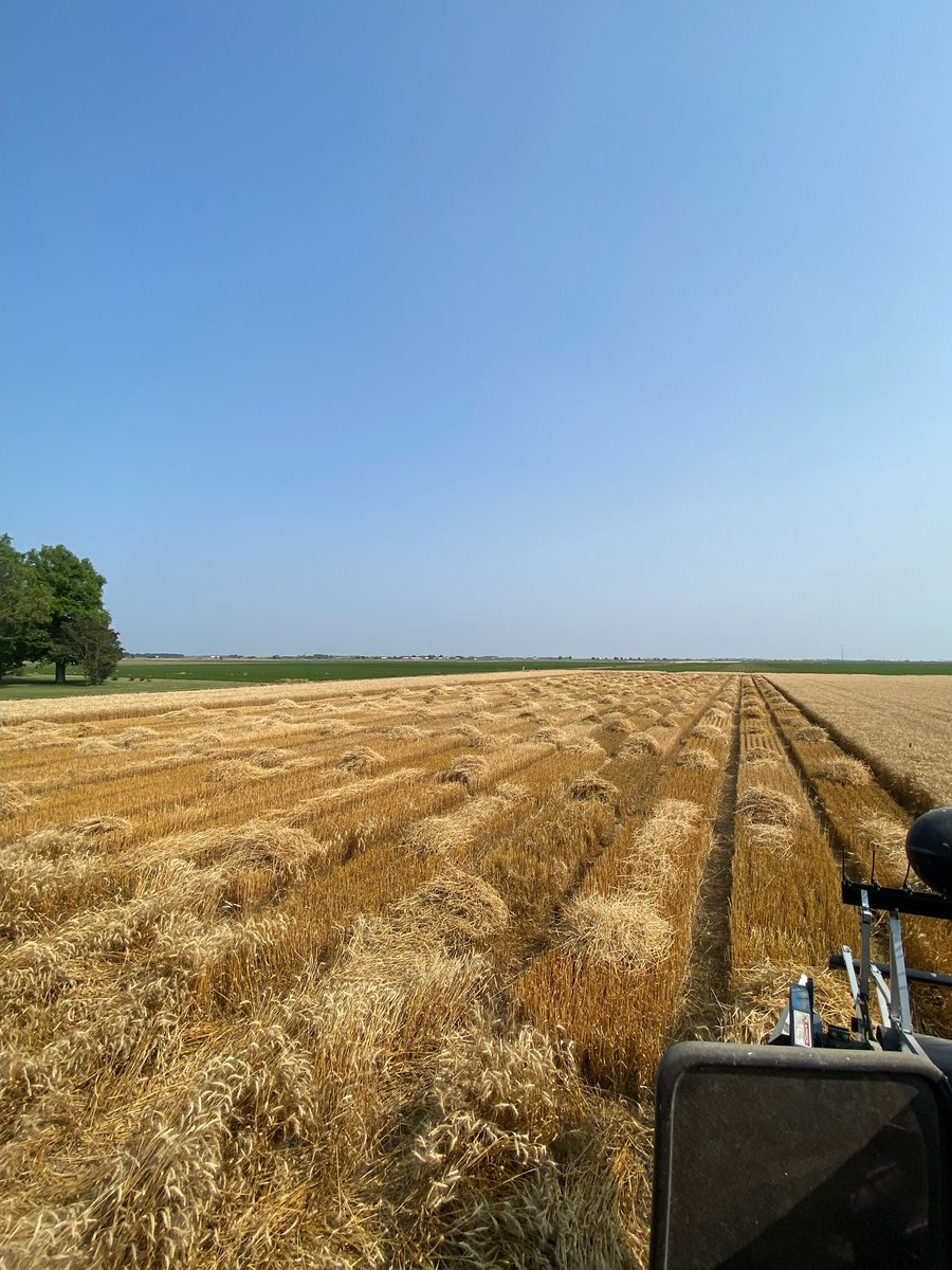 The wheat harvest at Keiser is checked off ☀️