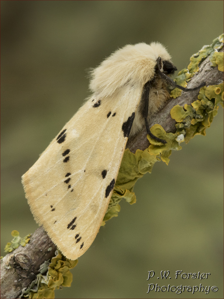 Buff Ermine from Guisborough last night 
@teesbirds1 @WhitbyNats @Natures_Voice @ynuorg @clevelandbirds @teeswildlife @TeesCoast @DurhamBirdClub @RSPBSaltholme @YWT_North @YorksWildlife @BC_Yorkshire @insectweek @InsectsUnlocked @TheLepSoc