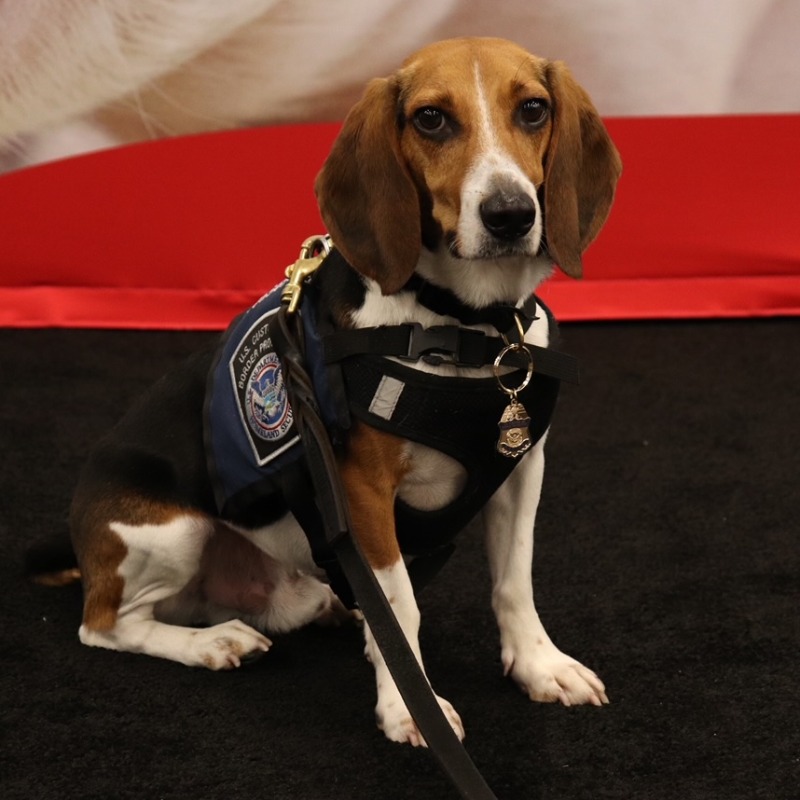 Attendees at this afternoon's Strategic Investment Program partner lunch got to meet Oscar, a member of the Beagle Brigade!

Thank you, <a href="/CBP/">CBP</a>, for participating in today's event at #WPX23.
