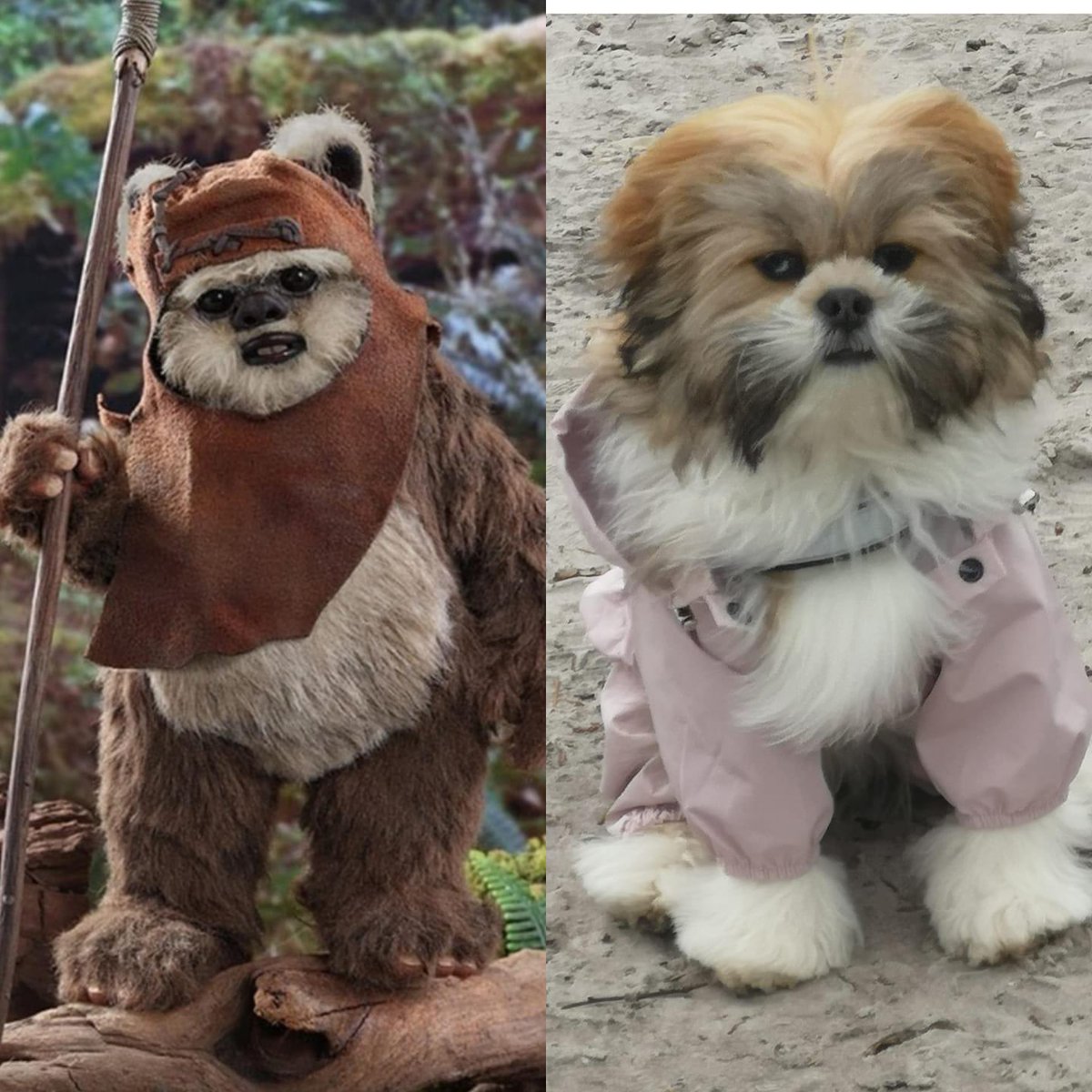 B7rtt's tweet photo. @FrancisBoulle Dasher - similar to an Ewok https://t.co/qrCDtz2Jly