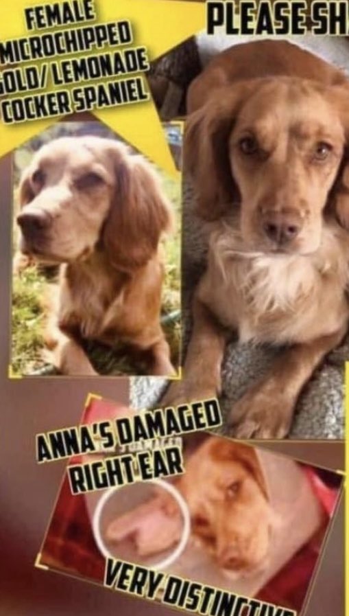 #SpanielHour WE HAVE TRIED EVERYTHING TO TRY FIND ANNA #Stolen in #Herefordshire 7/3/19 NOT LONG AFTER SHE WENT MISSING THERE WERE AWFUL #Floods IN THE AREA - did u see/pick up a bedraggled #Spaniel ? facebook.com/groups/2250076… @thomp918 @juliagarland73 @BitofDecorum @JacquiSaid