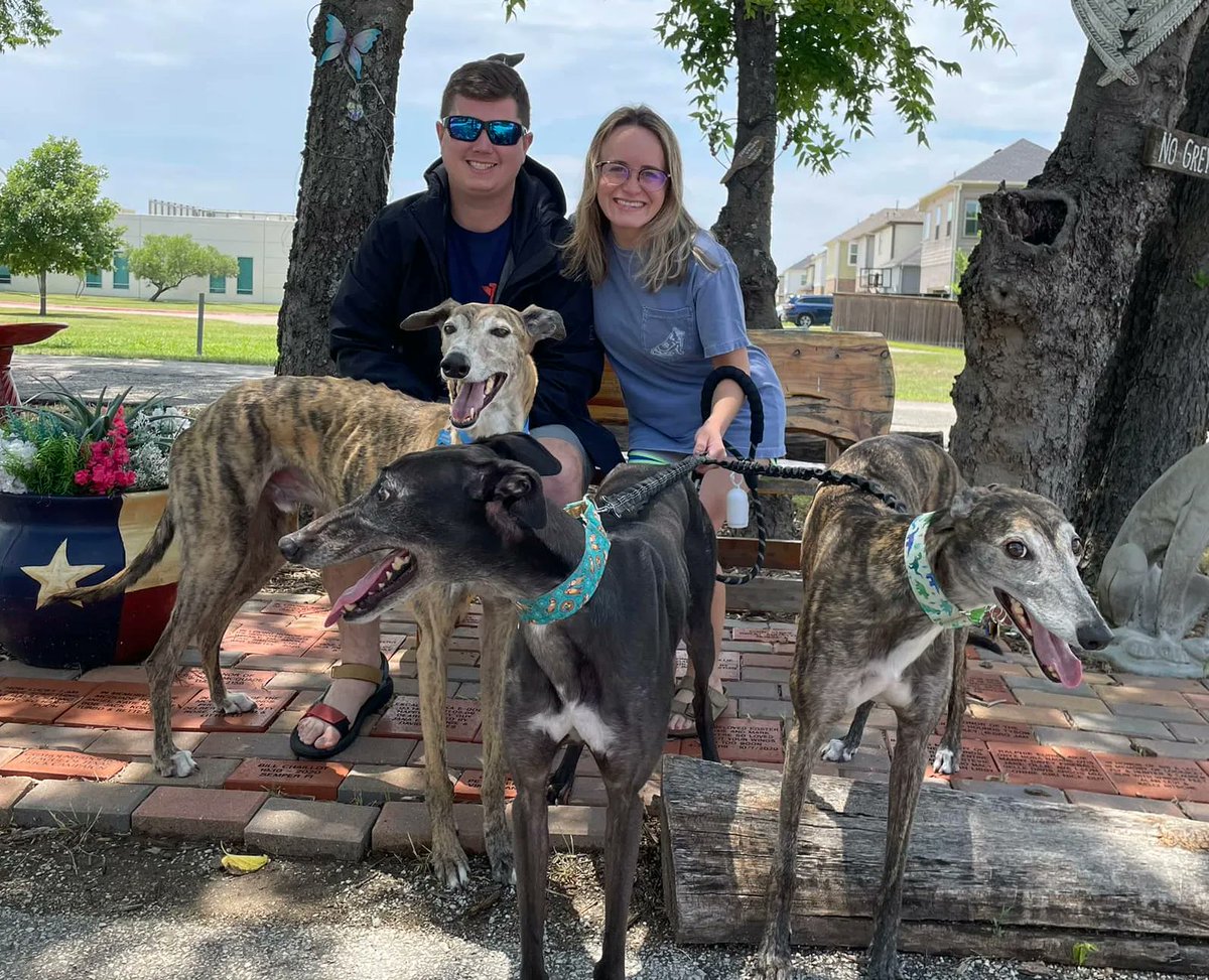 Congatulations to Apache on finding his forever home in Houston! He will have so much fun playing with his Greyhound sisters.  #Greyhounds #AdoptionDay