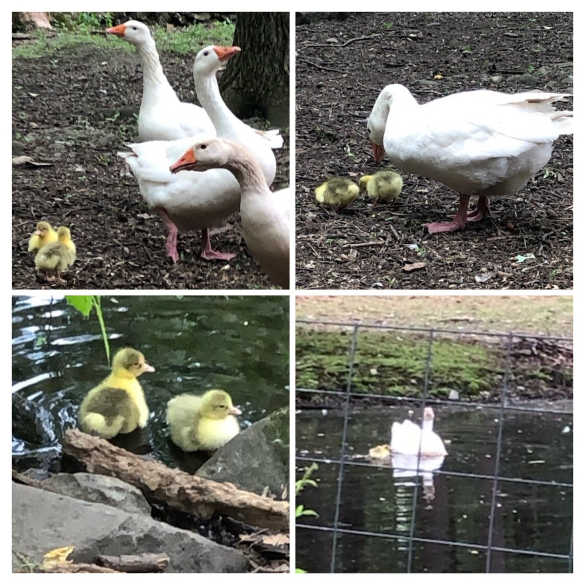 The Embden #goslings arrived at #DonkerFarm via <a href="/USPS/">U.S. Postal Service</a>! They have been adopted by the flock, are grazing on greens, and went for a paddle with a goose minding them! And all of this within just hours of arriving! Welcome aboard!
#Worcester #UrbanFarm #UrbanAg #Geese