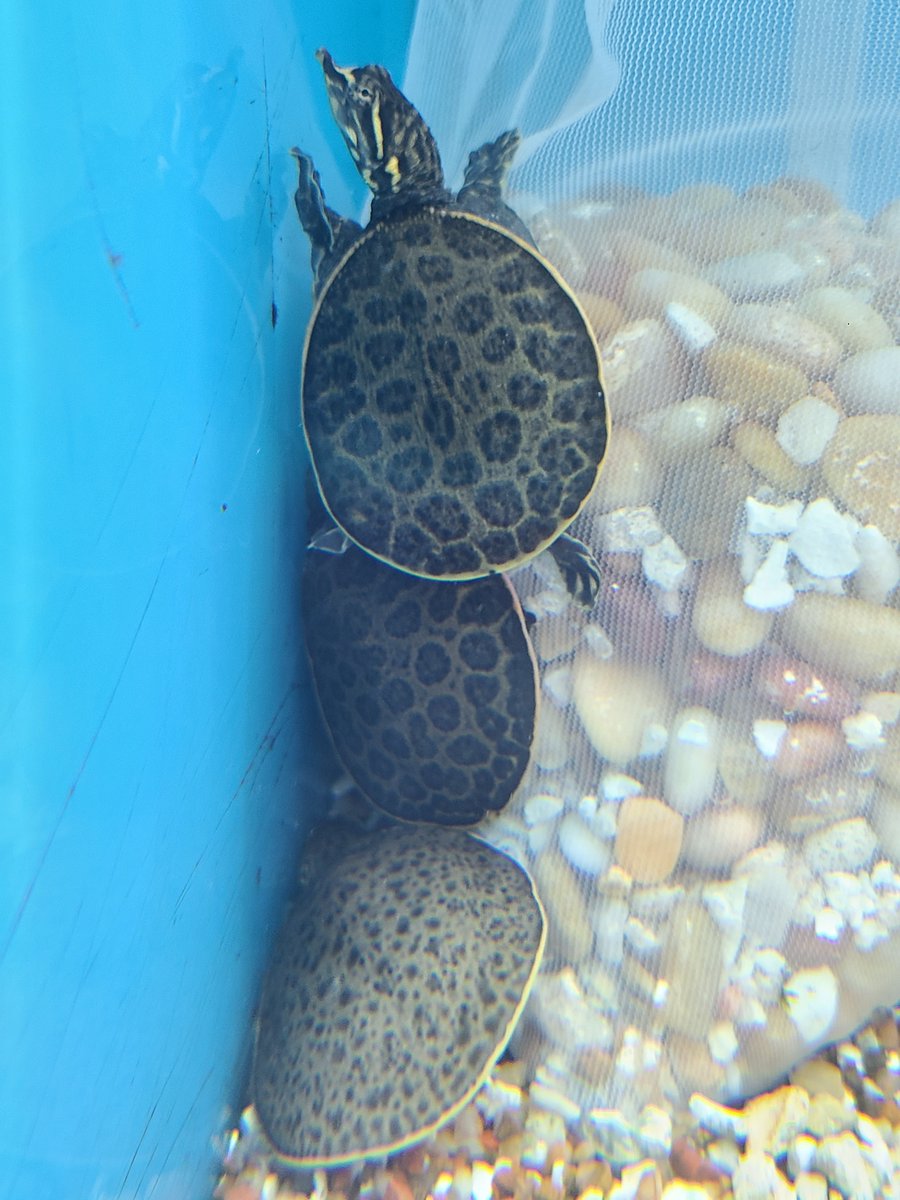 beitalsNY's tweet photo. They're back! We finally got in more of those adorable soft shelled #turtles! @beitalsNY #aquatic
#livingart #aquarium #community #fishtank #saltwater #freshwater #tropicalfish #unique #interiordesign #homedecor #friends #beauty #decorations #fishstore #adorable https://t.co/pPRP9oL9FH