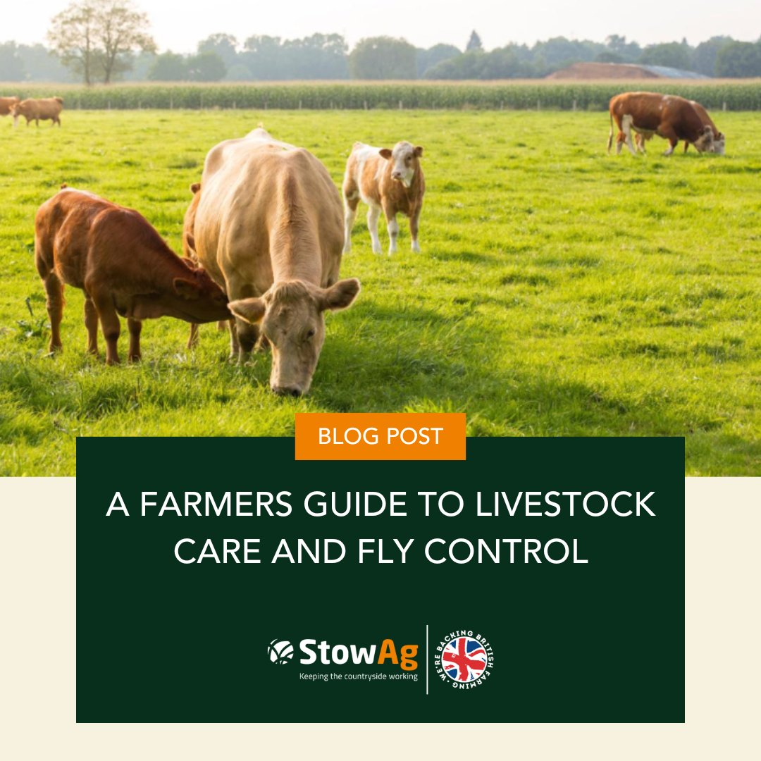 Are flies impacting your livestock? 

We want to help you combat fly season - read our blog for tips and tricks on how to care for livestock and control flies: 👀

fal.cn/3yU4x

#StowAg #agriculture #backbritishfarming