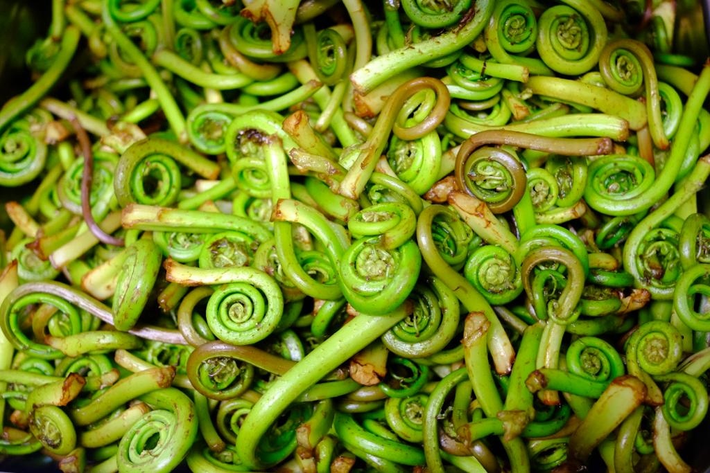 Edible ferns producing fiddleheads grow wild throughout North America, spanning from British Columbia to Northeastern Canadian Provinces. They are only available for a short period of time while in season, dine with us and enjoy these delicacies before the season is over!