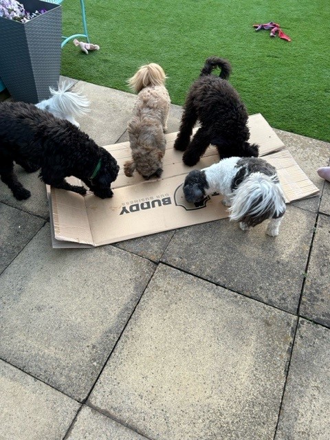 'Hi guys,  I’m just sending you a couple of photos of my dogs having fun with the box 📦 My boot buddy fits perfectly and I’m very pleased!'A.L 😍

#YorkshireHour #ShropshireHour #CambsHour #OxHour #MidlandsHour #SalisburyHour #suahour #WarwickHour #westmidlandshour #CardiffHour