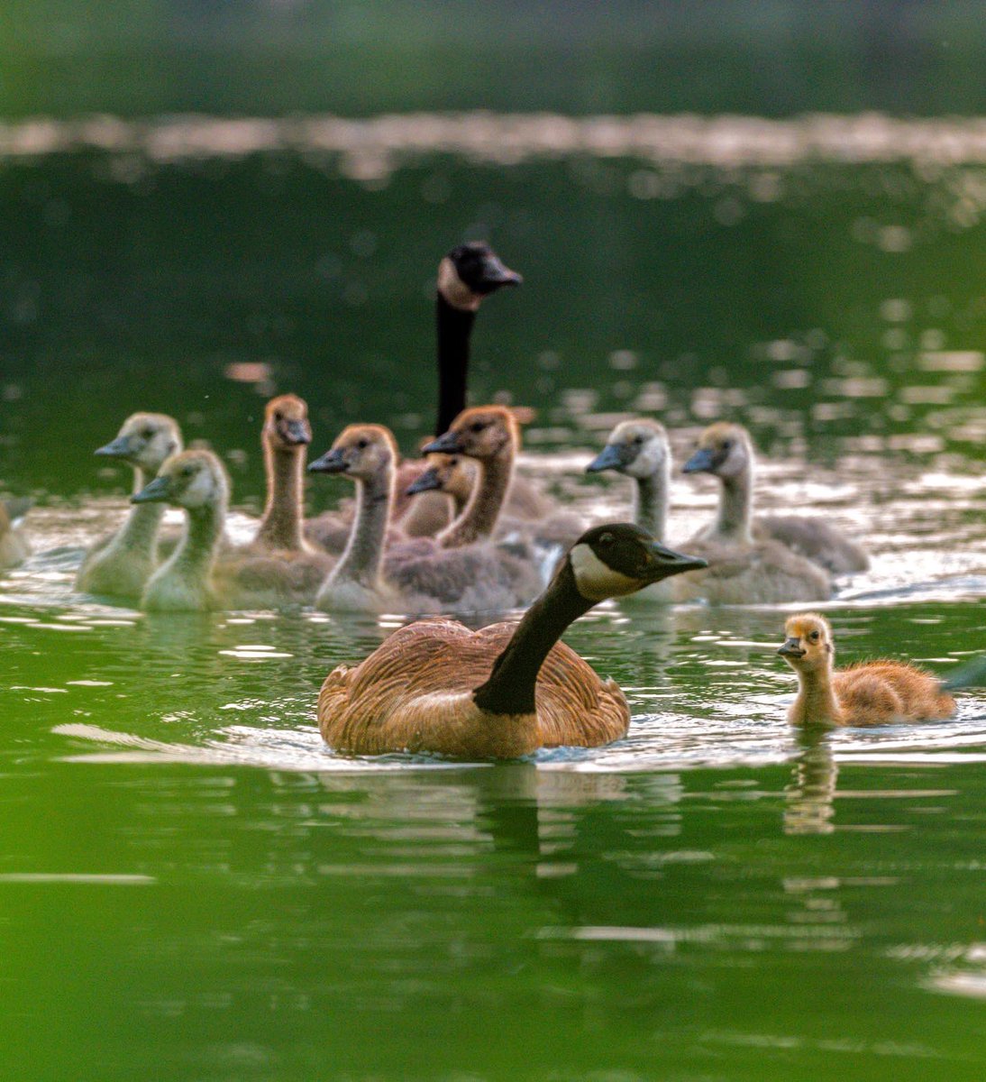 ibozgenc's tweet photo. Here is something I do outside of science. But I find that both science and wildlife photography have something in common - driven by curiosity and achieved by patience. I hope you enjoy this Canadian Goose family  🙏 Can’t wait to capture more wildlife @dartmouth during my PhD https://t.co/TD3exYjBGj