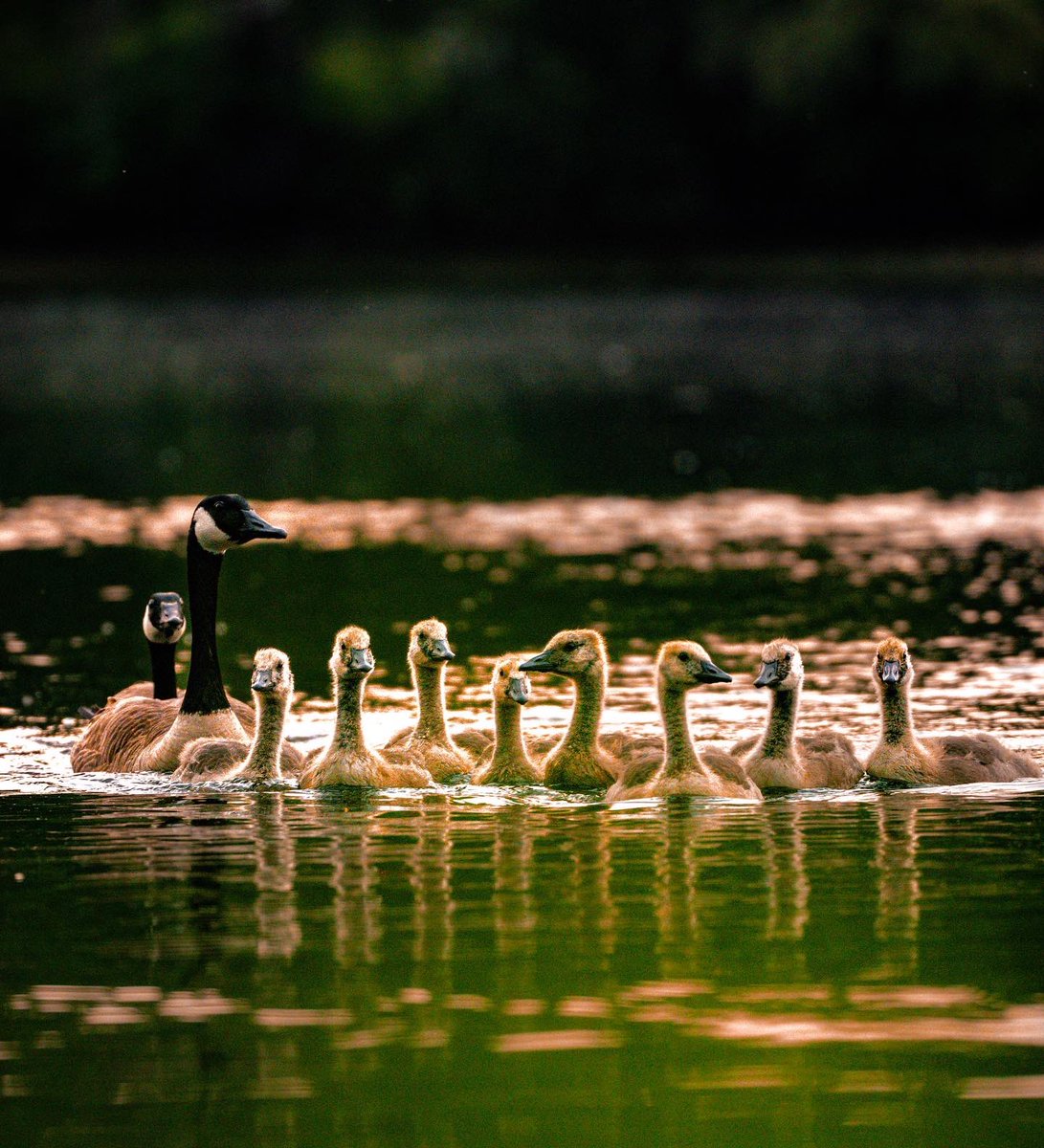 ibozgenc's tweet photo. Here is something I do outside of science. But I find that both science and wildlife photography have something in common - driven by curiosity and achieved by patience. I hope you enjoy this Canadian Goose family  🙏 Can’t wait to capture more wildlife @dartmouth during my PhD https://t.co/TD3exYjBGj