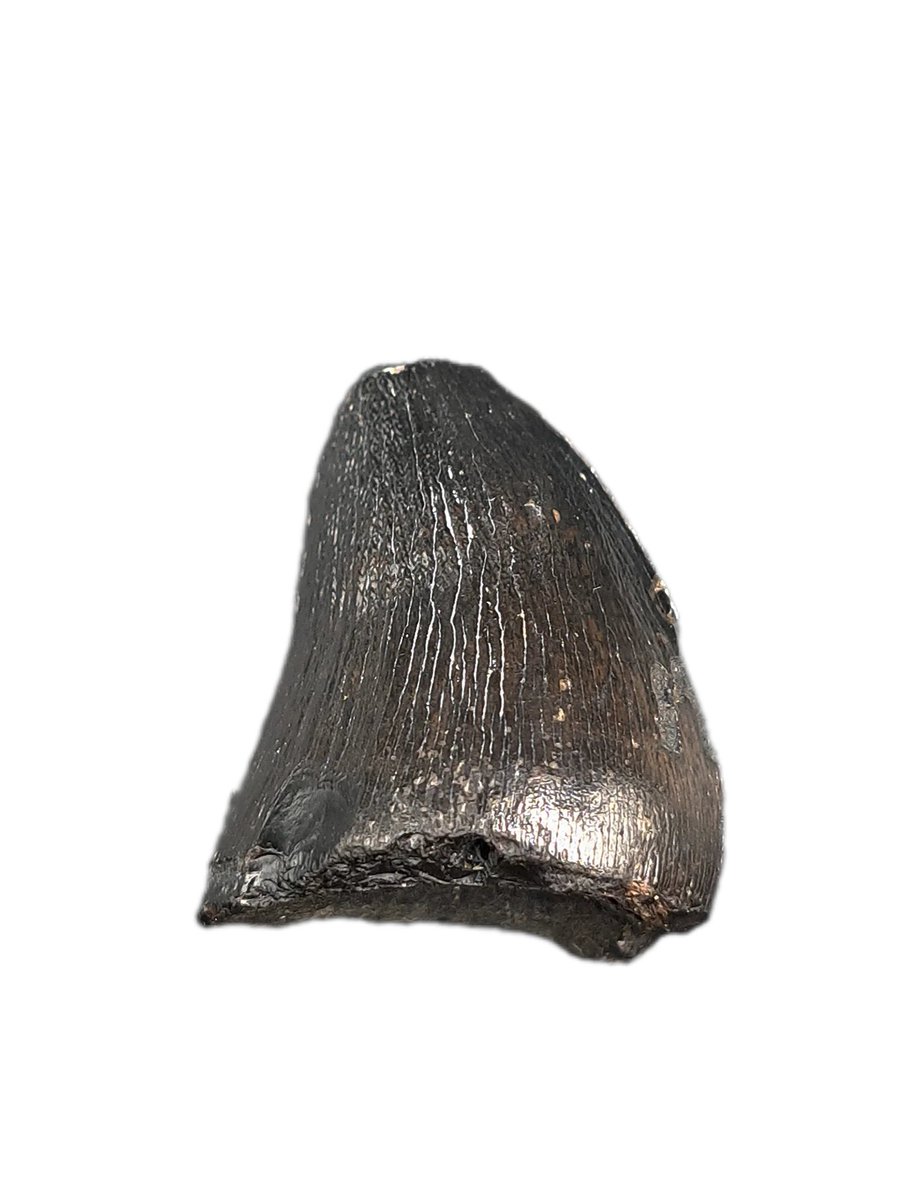 TheDailyRex's tweet image. Just added several RARE mosasaur teeth from North Carolina. thedailyrex.com/products/mosas… #mosasaurs #dinosaurs #JurassicPark30thAnniversary #Cool #SmallBusiness
