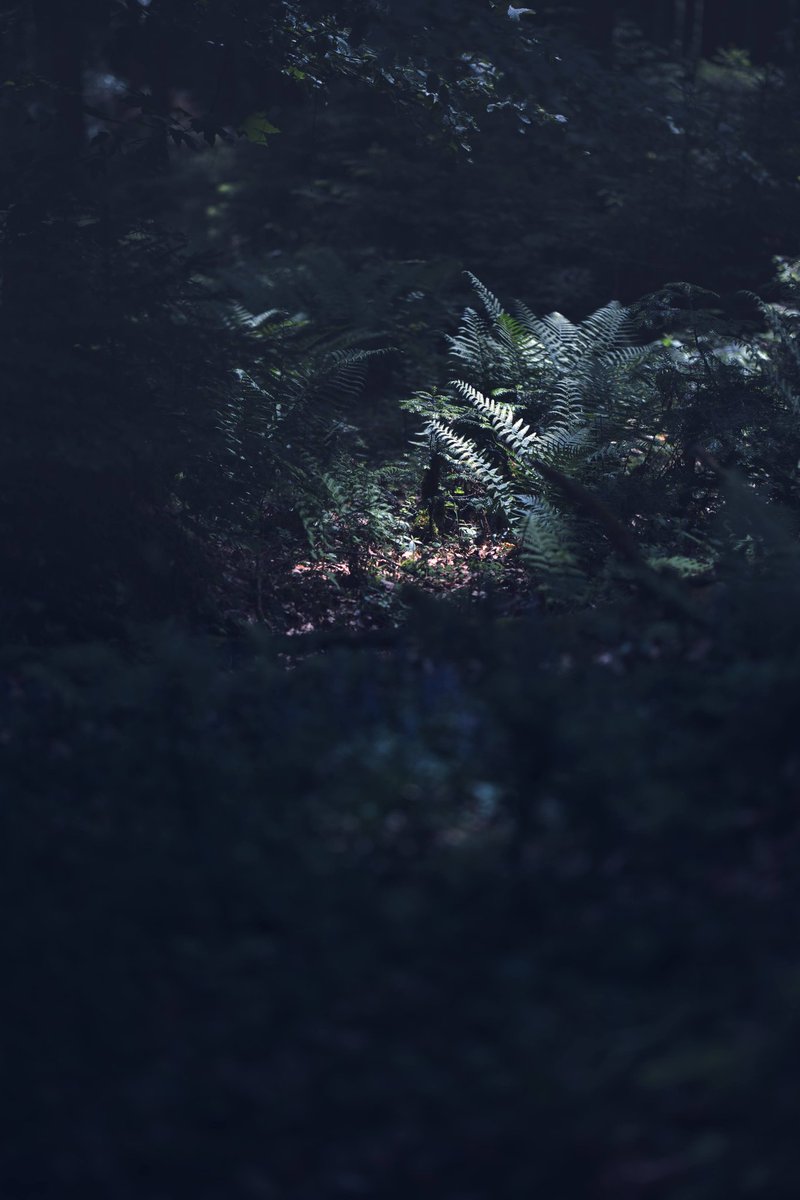 lovesoundscapes's tweet photo. #sigma #sigmafp #fp #landscape #landscapephotography #travel #travelphotography #travelblogger #color #colorful #nature #natur #camera #cinematic #mood #aesthetic #aesthetics #forest #schwarzwald #blackforest #wildernessculture #wilderness #follow #followformore https://t.co/43wJGwO5jo