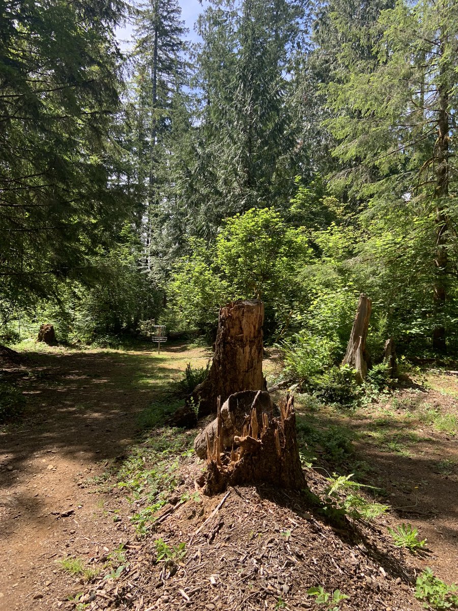 The Port of Hoodsport also recently had a grand reopening of their new disc golf course and trail park after significant clean up! Scott, the maintenance supervisor showing off all their hard work and partnership with the local public library for their 0.5 mile StoryTrail loop!