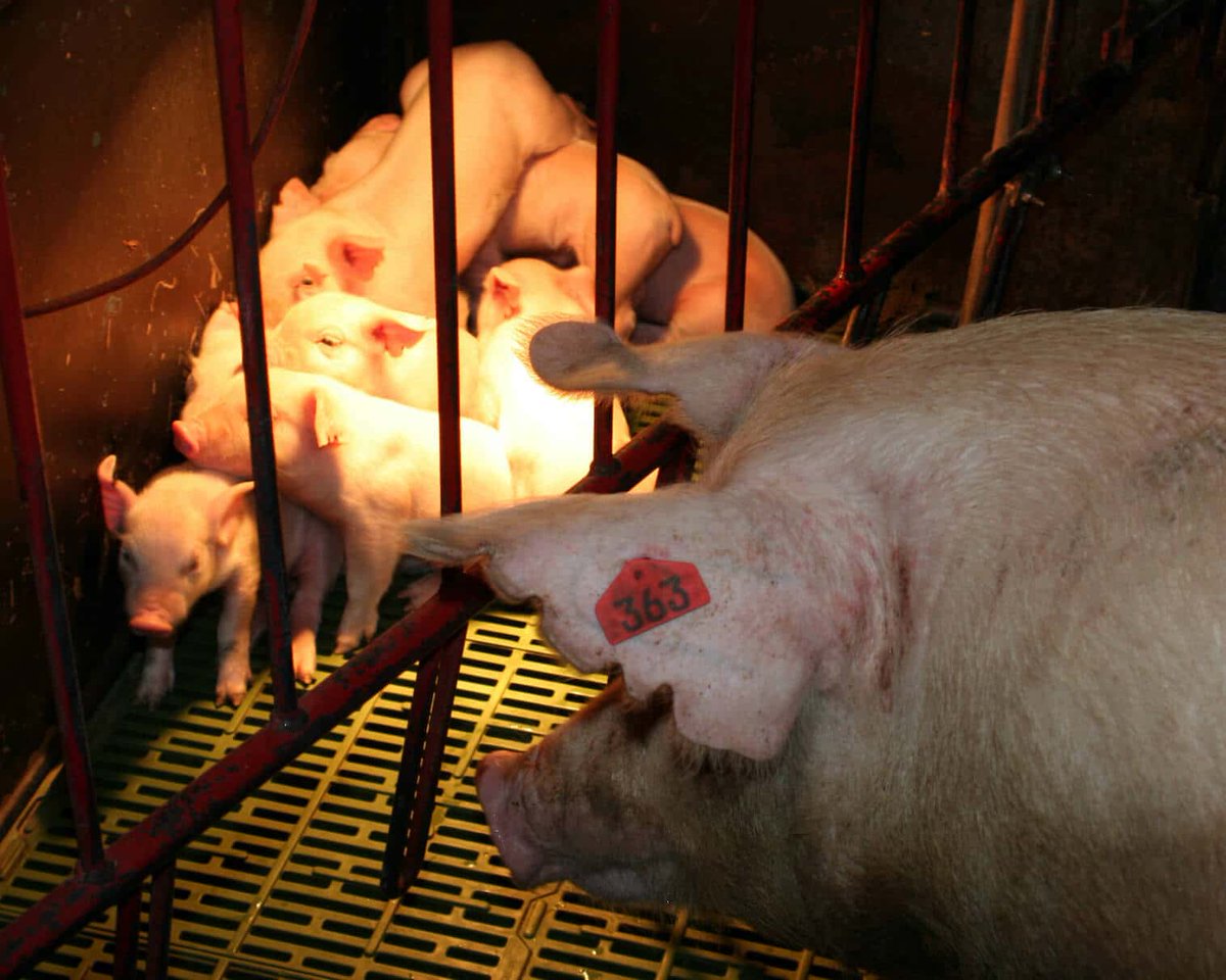 Piglets are taken away from their mothers after just three weeks. Pigs have a maternal instinct to protect their piglets, but the bars of farrowing crates restrain the mothers as workers take their babies away.