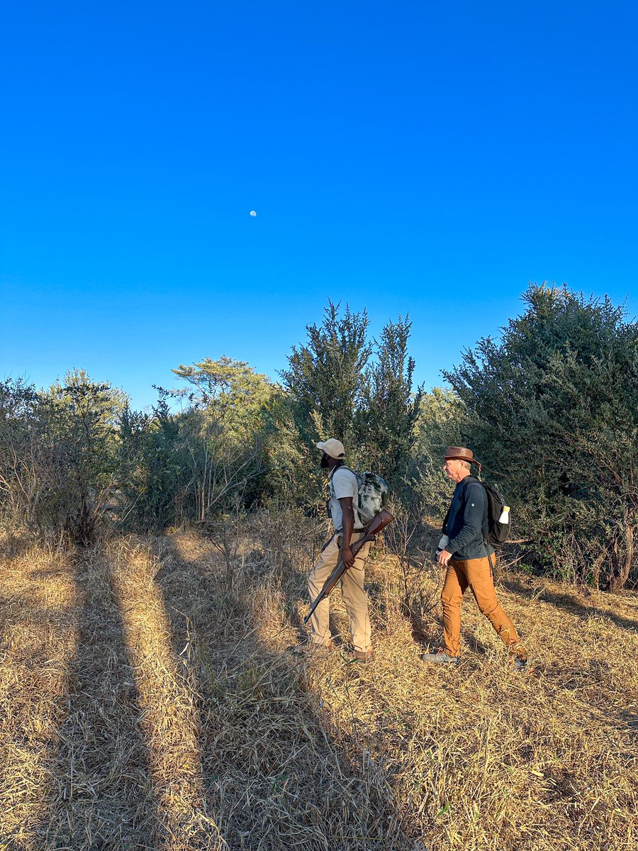 JoelWestBarish's tweet image. What an incredible morning! Picture this: a full moon, two tall trees behind me, and my trusty Zambezi Sands guide with a gun - it was the perfect start to an amazing #safari walking adventure in the Zambezi National Park. 🐘

#JoelTravel #NoBarriers #DeafNation #Deaf #Zimbabwe