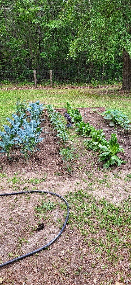 26sps's tweet photo. This is how I'm  fighting  inflation. Lots of work but free vegetables. #countryliving https://t.co/BQQR1KSMDL