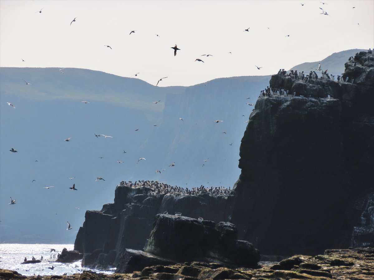 Frenzied seabird feeding off Rathlin today, with several Minke Whales repeatedly surfacing among the multitudes of auks, gulls and Gannets. So much activity around the cliffs and beyond, it's dizzying to watch 🤯🤩