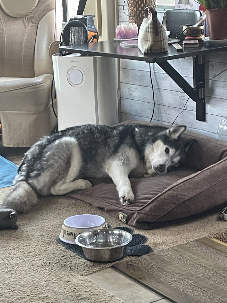 Dogtors Monday, lots of new treats with tablets wrapped inside, me not daft, i know they’re spiking my dinner too, not in pain anymore and getting steak for tea, mums eyes have been leaking all day, we need a paw circle pals 🐾❤️🐾❤️🐾

#DogsofTwitter #Snowdogs #Husky #Seniorpup