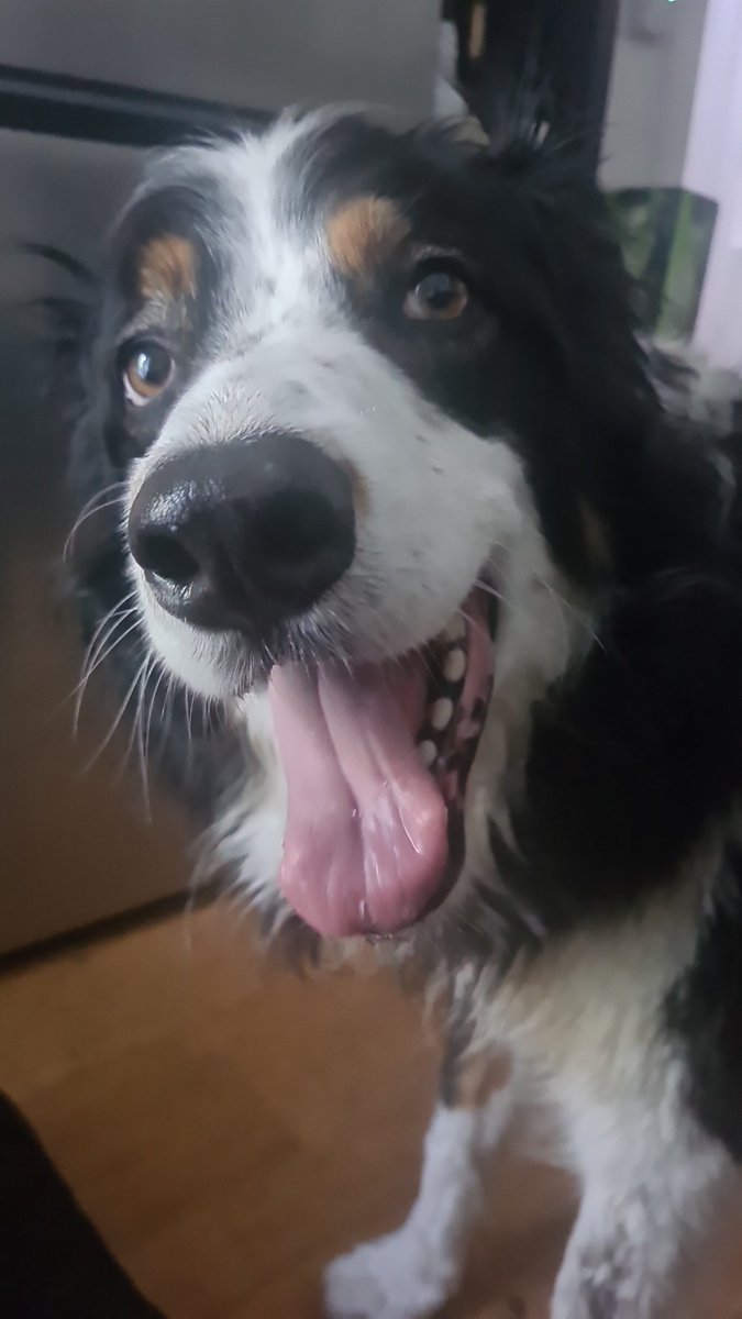MissSpeedySnail's tweet photo. Happy doggy 😀 https://t.co/4LHU0UnBCv