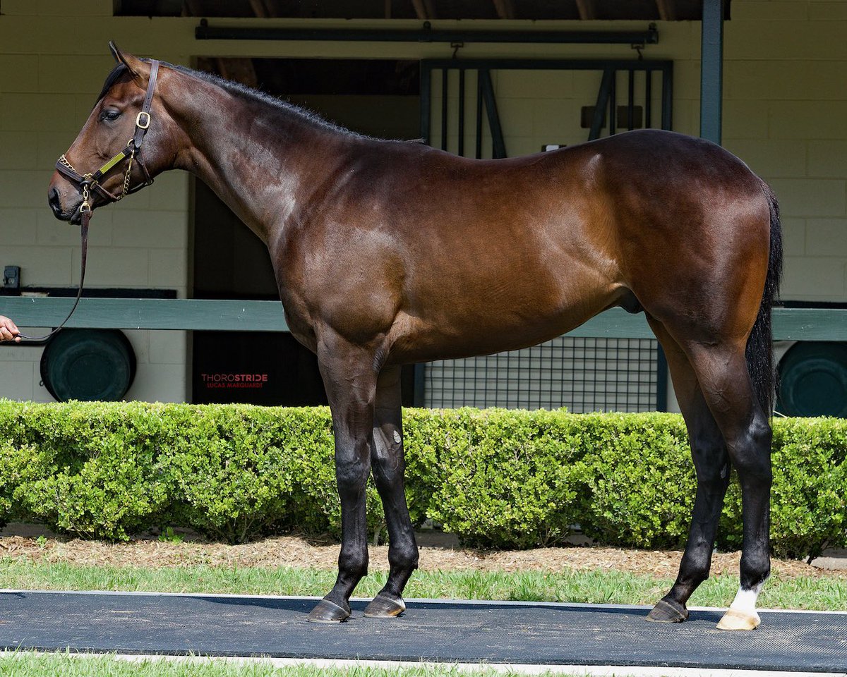 claibornefarm's tweet photo. 🔥 20.3 breeze for this son of BLAME offered as hip 430 @OBSSales June by Ciaran Dunne’s @WavertreeInc, who purchased the colt as a yearling for $210K @keenelandsales.

First foal out of Soul Spirit (Quality Road) - A+ @TrueNicks cross.

Quite a package here 💪🏼 https://t.co/bUmYKj5pWR
