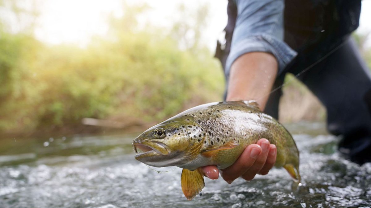 ArizonaDEQ's tweet photo. Thereโs no TROUT about it, Itโs #FishingandBoatingWeek ๐๐ฃ๐
Did you know that our team has created a โGreen Light" list of fish that are safe & healthy to eat? It includes trout across #AZ.
See the mapโก๏ธ https://t.co/LO9YJtBzif
#AzWater #NationalRiversMonth #WaterWednesday https://t.co/B87s3w74jG