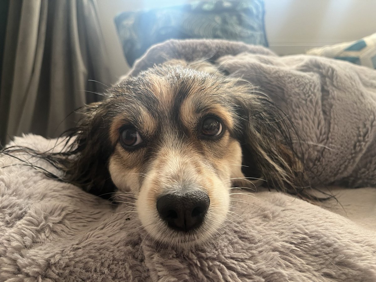 Libby is all bathed and tucked up in bed ready for a day of school visits!! We’re looking forward to meeting staff and pupils at the wonderful <a href="/hardymillsch/">Hardy Mill Sch</a> and Leverhulme Community Primary School!