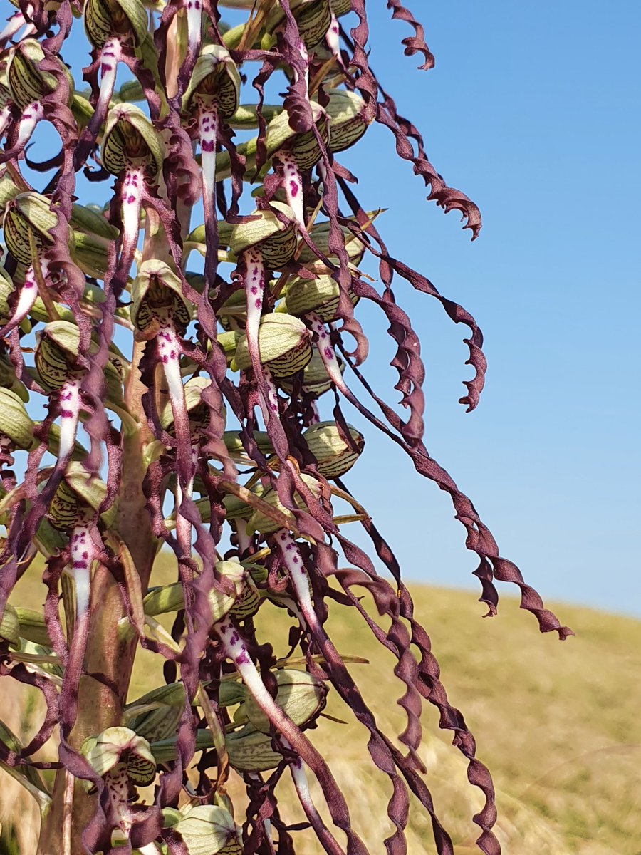 Lizard orchids in the sunshine :) the heat definitely enhanced their distinctive scent!