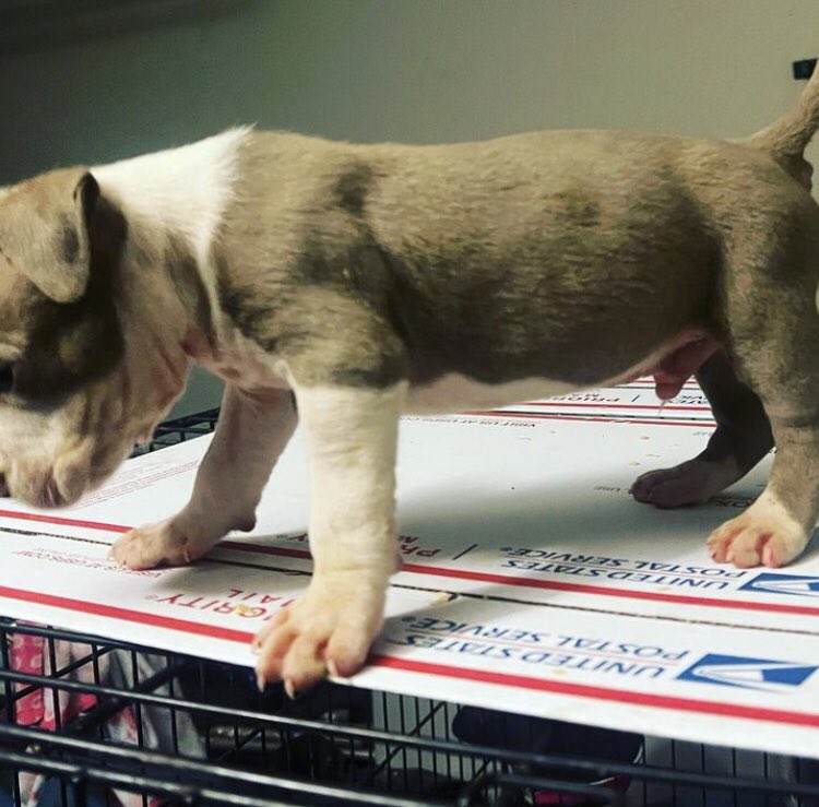 emilyschittz's tweet photo. We friends available up ! for pick up the big question is !! Can you take care of him or her like your own child? Cool to be with , contact if interested or @ Instagram Emilyschittz https://t.co/pqnlKxYKeD