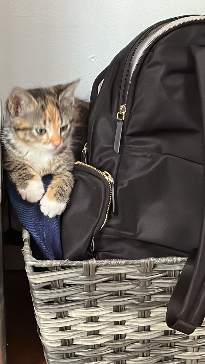 Sharppointkaeb1's tweet photo. @ninoboxer I just adopted a kitten this week that was found in the medium of an off ramp from HWY 70 in St. Louis, MO. The kitten is about 8 weeks old. My kids love the kitten and super excited to have a new pet. Our dog died a few years ago so this is our first pet in awhile! Enjoy! https://t.co/vywDArTN0g