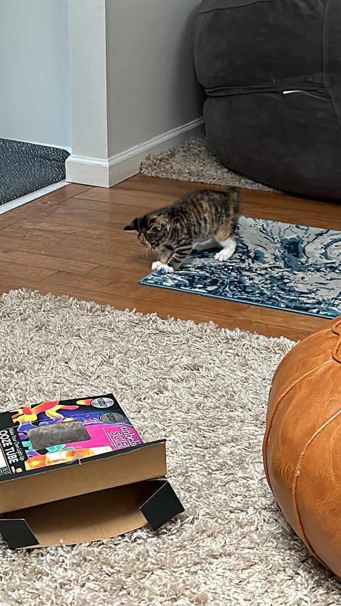 Sharppointkaeb1's tweet photo. @ninoboxer I just adopted a kitten this week that was found in the medium of an off ramp from HWY 70 in St. Louis, MO. The kitten is about 8 weeks old. My kids love the kitten and super excited to have a new pet. Our dog died a few years ago so this is our first pet in awhile! Enjoy! https://t.co/vywDArTN0g