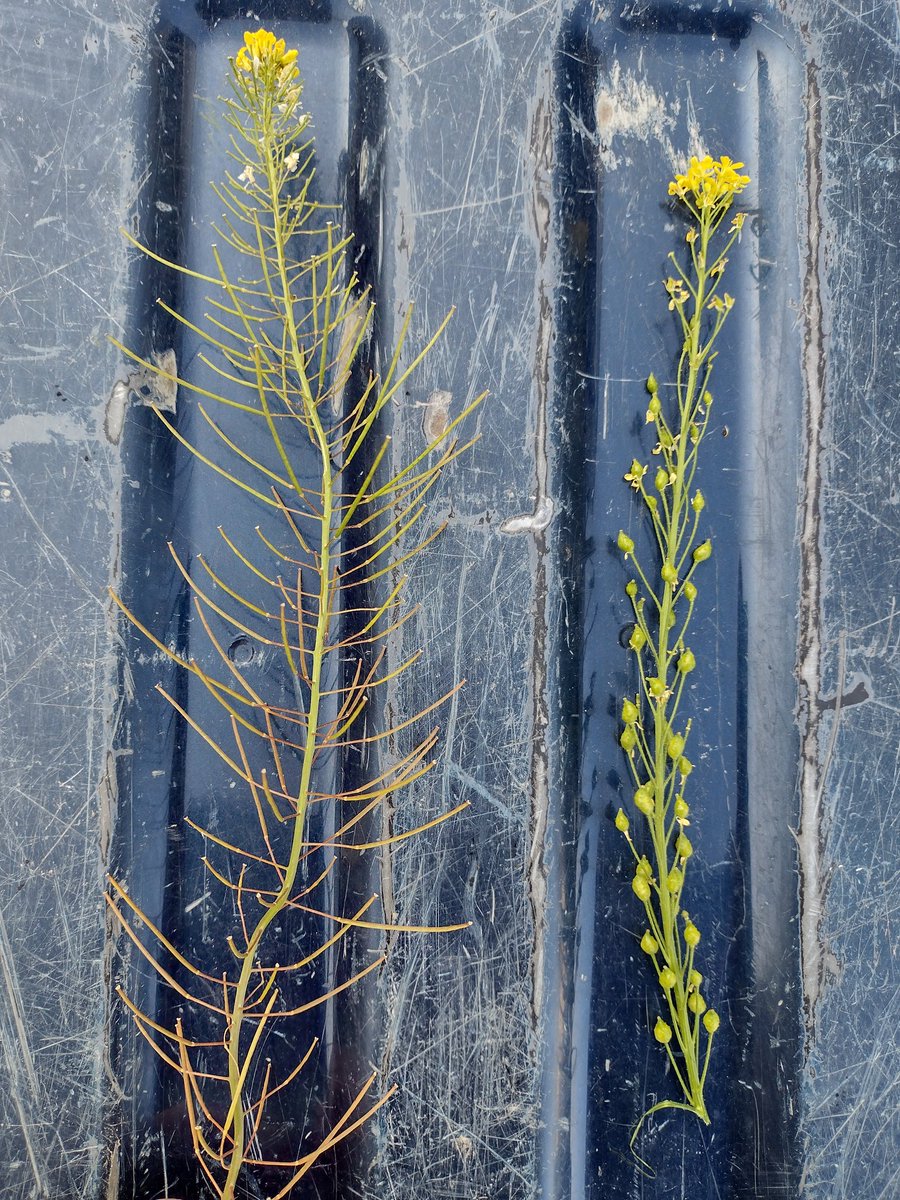 Winter annual weeds are nearing viable feed formation in southwest WI. The seed head on the right is Hill mustard, a prohibited/restricted weed in WI. Taking a minute this summer to clean off the mower before moving on if viable weed seed is present can help slow the spread!