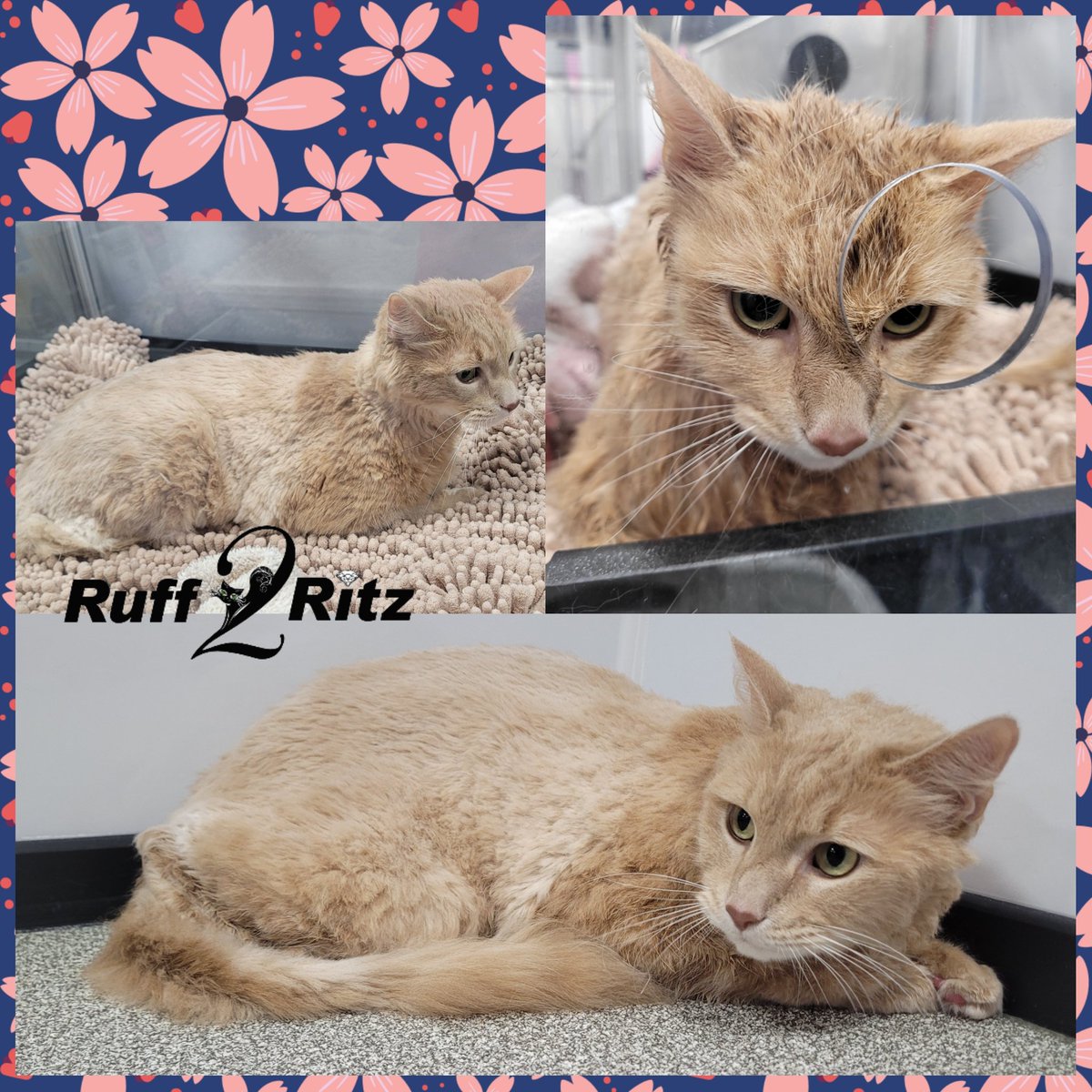 Teddy Bear trim on this ginger cutie pie.

#mobilecatgroomer
#ruff2ritzgrooming 
#catbath 
#catgrooming 
#catoftheday 
#crazycatlady 
#catlovers 
#catlife 
#catloversclub 
#meow 
#catsofworld 
#cutecats 
#ilovecats 
#catlover 
#kitty